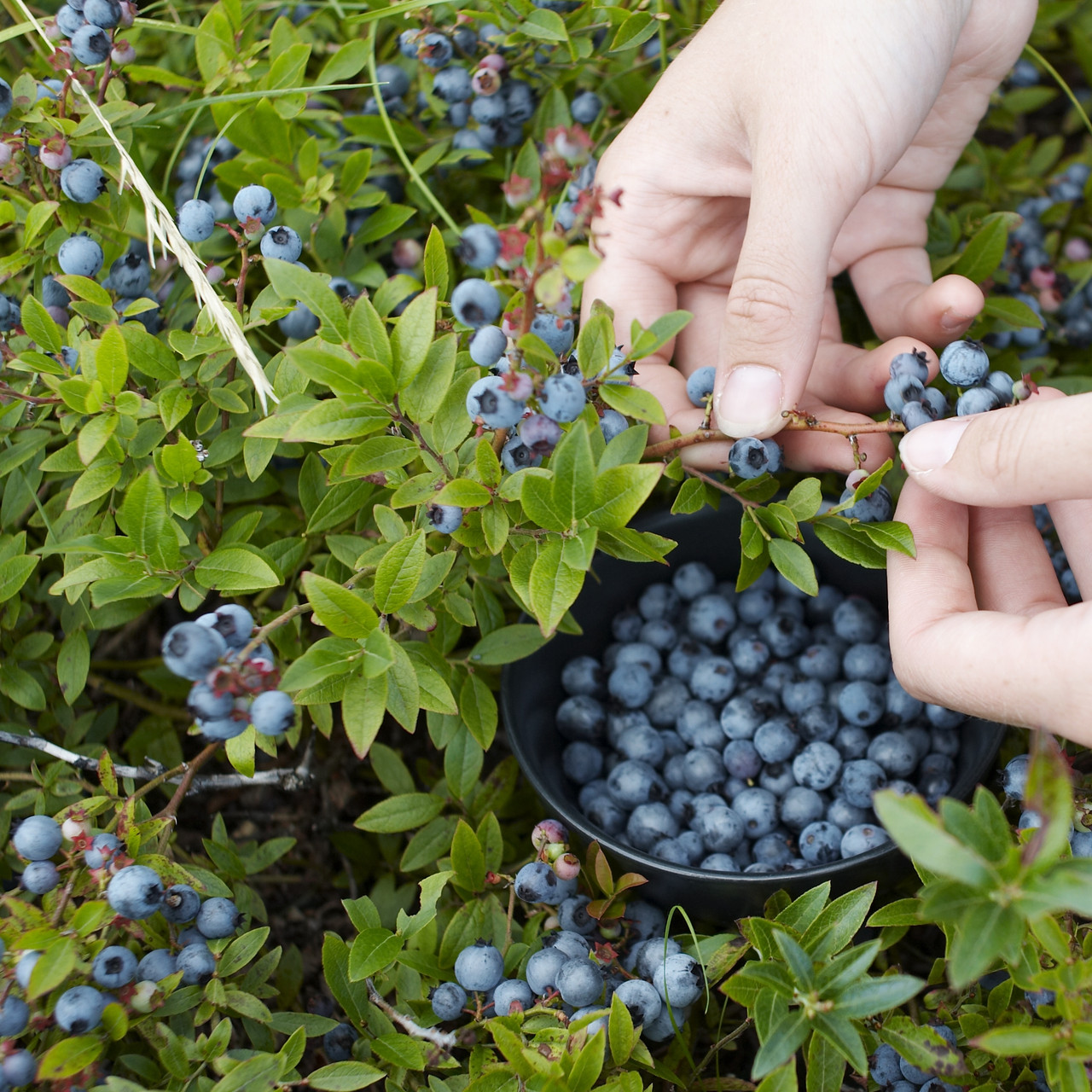 Picking_Top_Hat_Blueberries_Off_The_Bush__62160